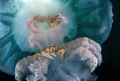   Title Shy bold its about two sand crabs jellyfish Rizostoma Pulmo Med.sea golf Naples Medsea Med sea  